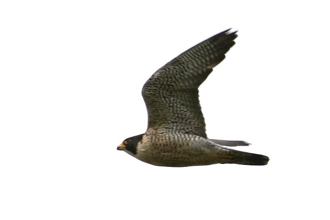 Peregrine Falcon - ML636196493