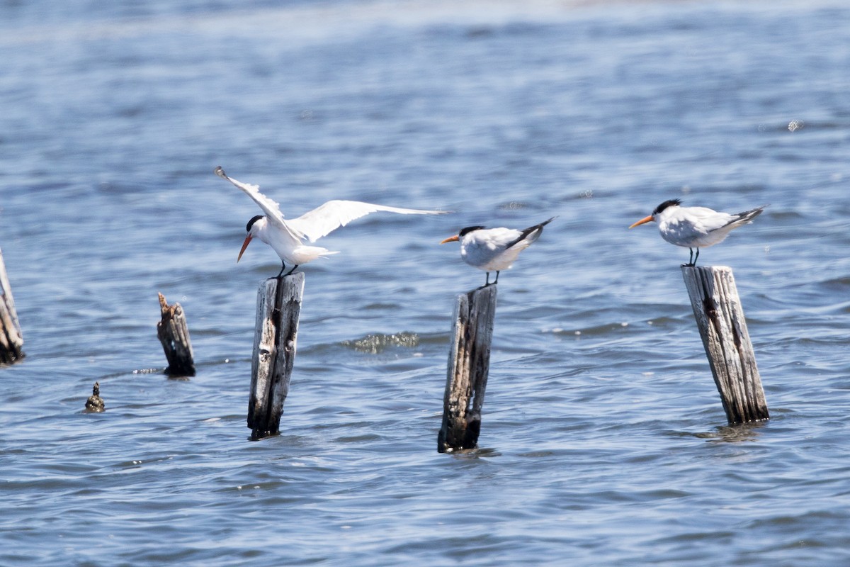 Elegant Tern - ML63619651