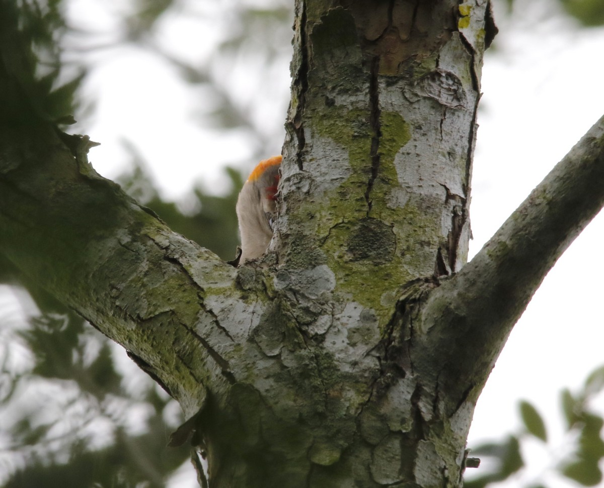 Golden-fronted Woodpecker - ML636196556
