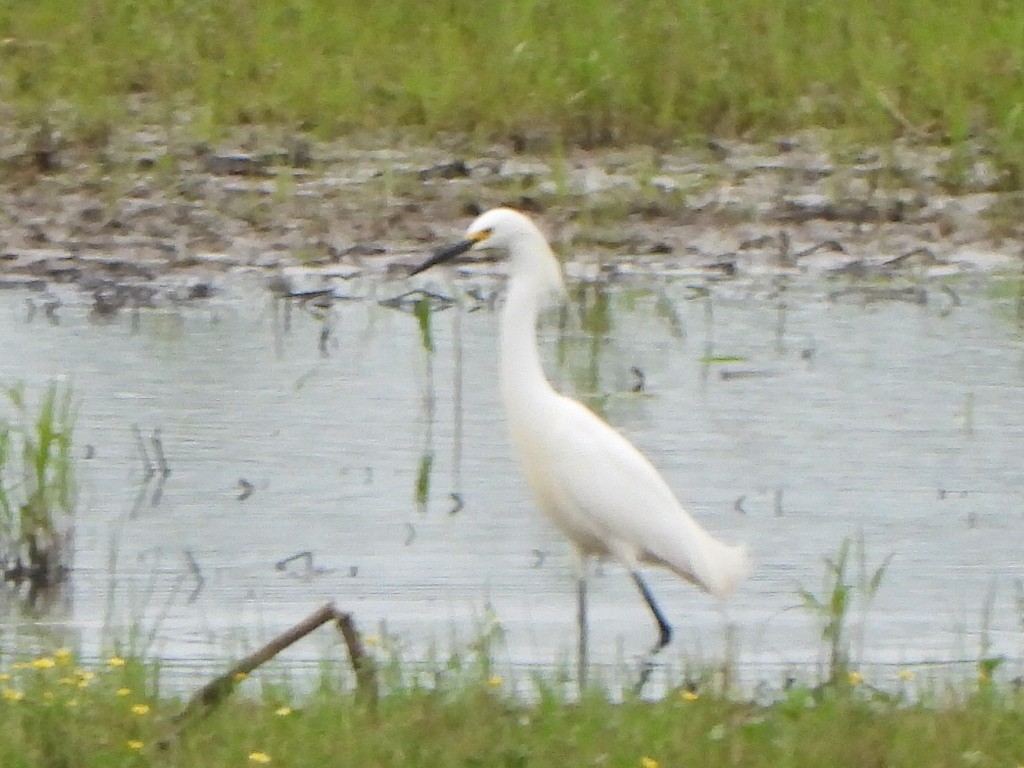 Snowy Egret - ML636196557