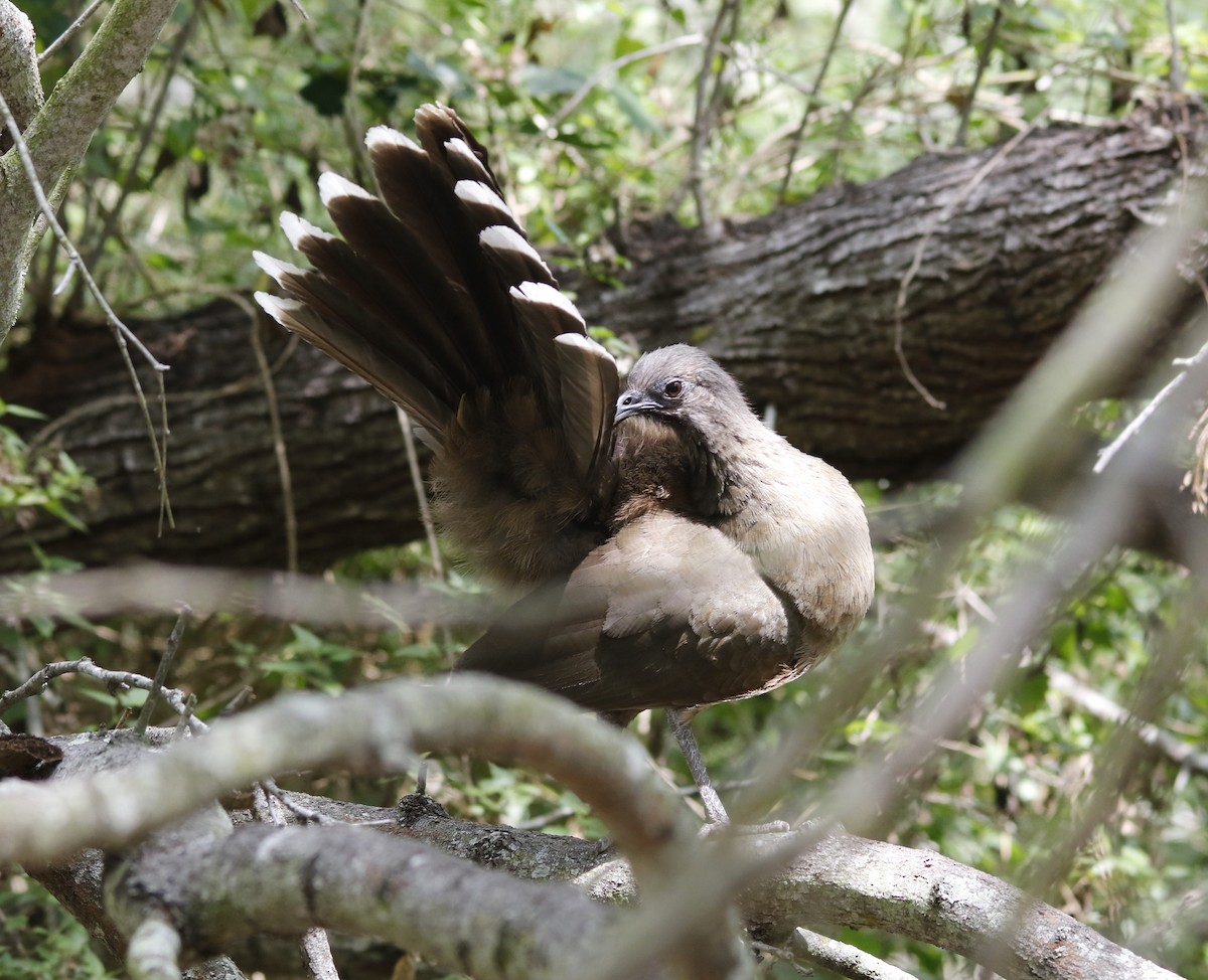 Plain Chachalaca - ML636196561