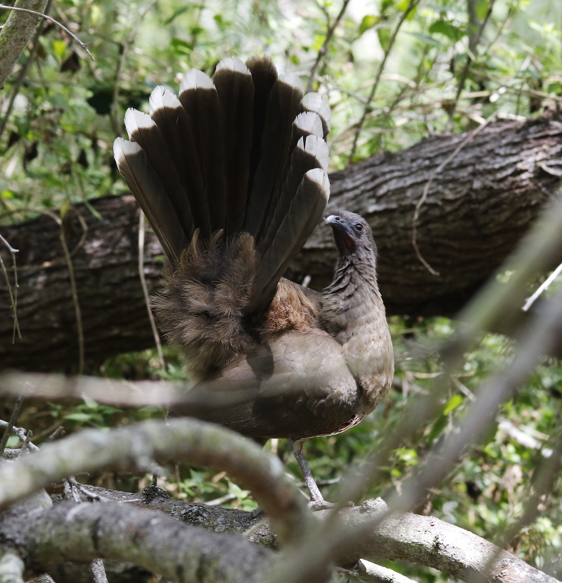 Plain Chachalaca - ML636196562