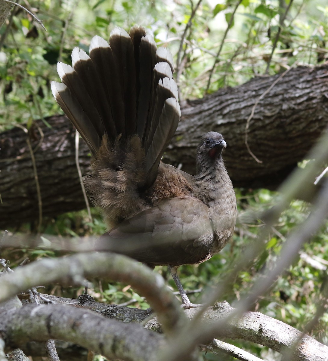 Plain Chachalaca - ML636196563