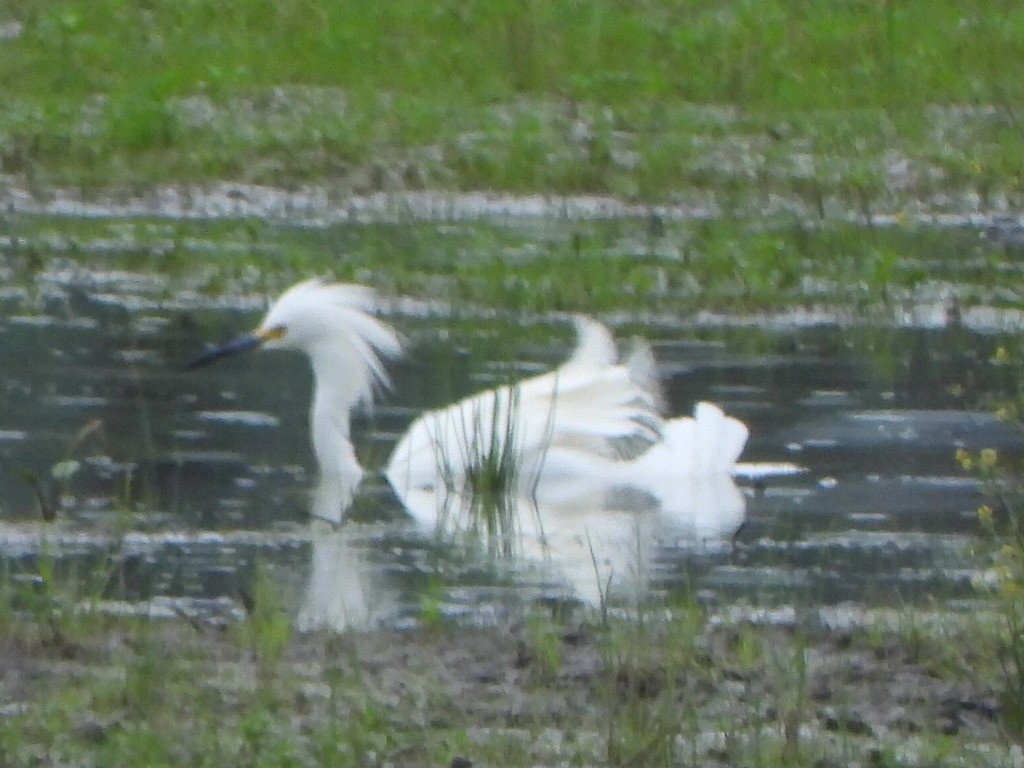 Snowy Egret - ML636196575