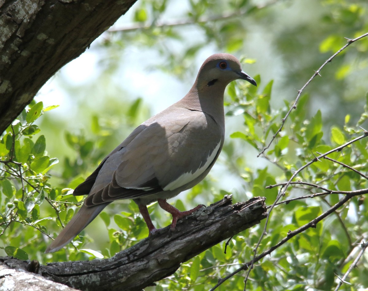 White-winged Dove - ML636196582