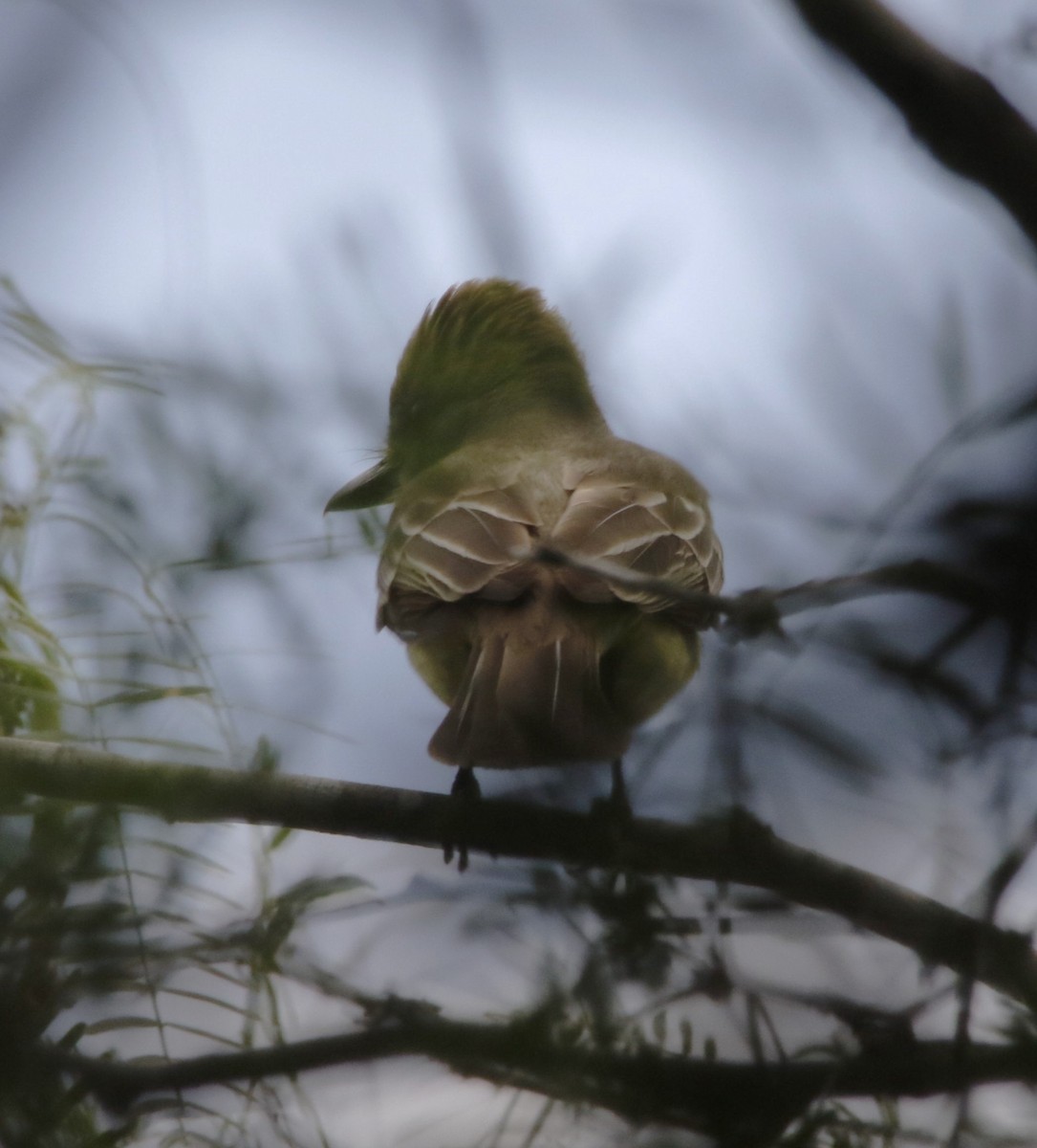 Brown-crested Flycatcher - ML636196590