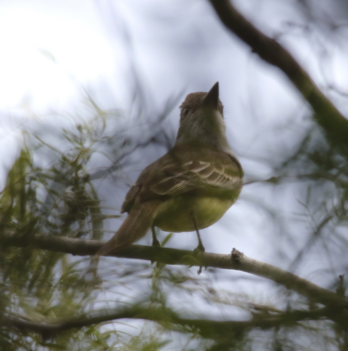Brown-crested Flycatcher - ML636196591