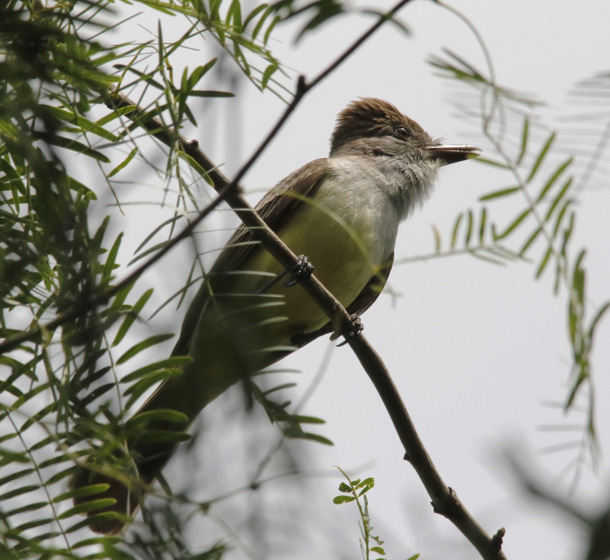 Brown-crested Flycatcher - ML636196592