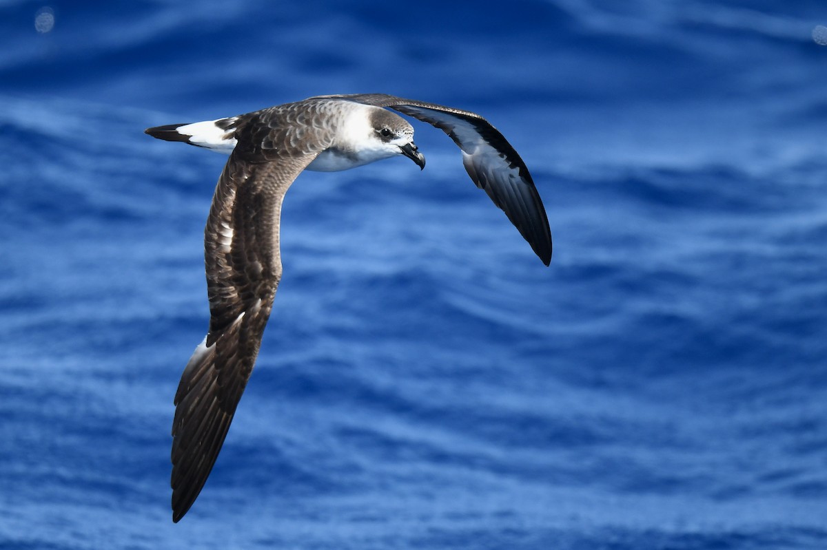 Petrel Antillano - ML636196617