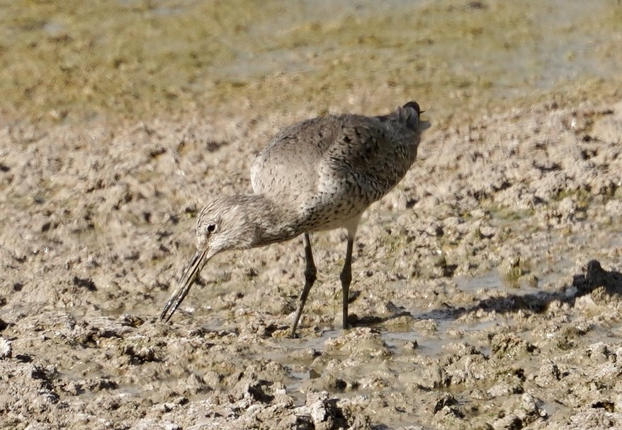 Willet - ML636196635