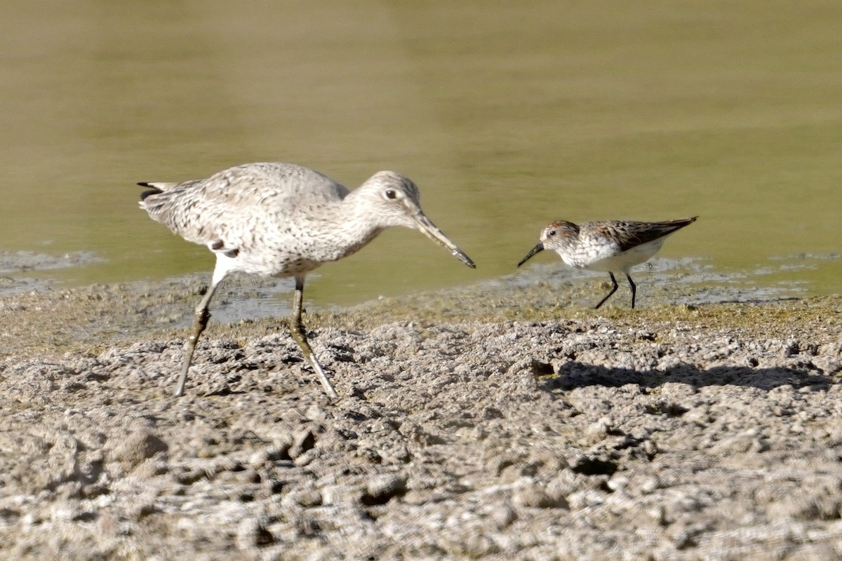 Willet - ML636196636