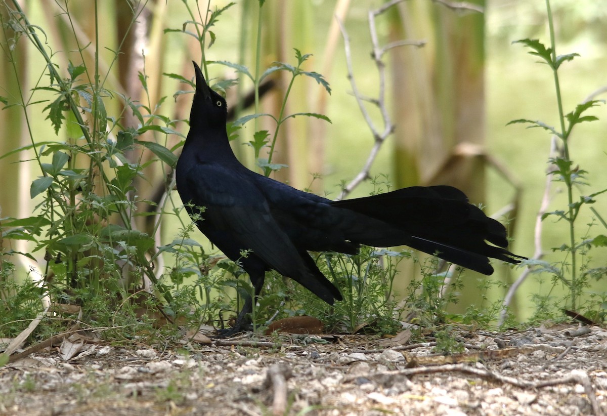 Great-tailed Grackle - ML636196645