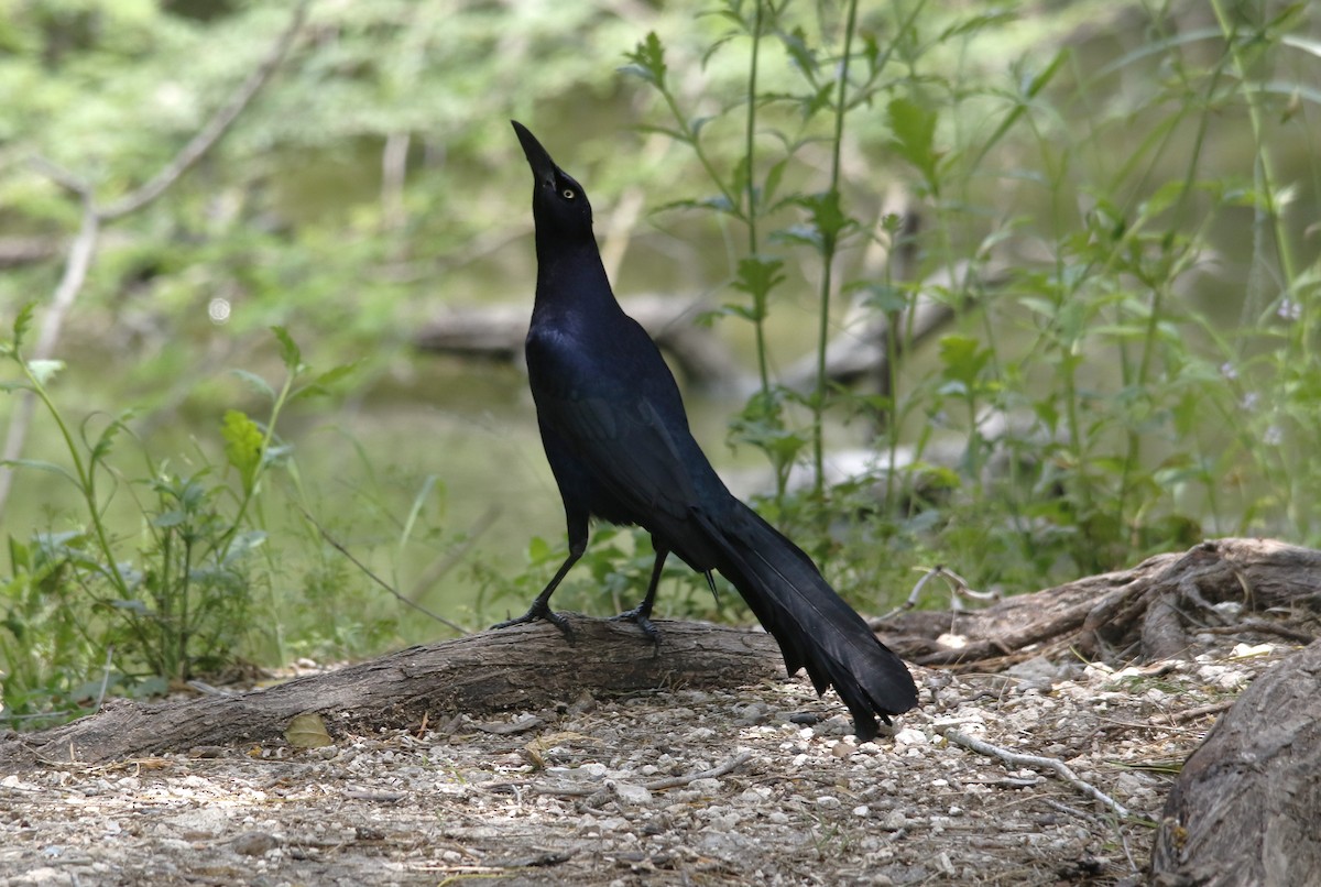 Great-tailed Grackle - ML636196646