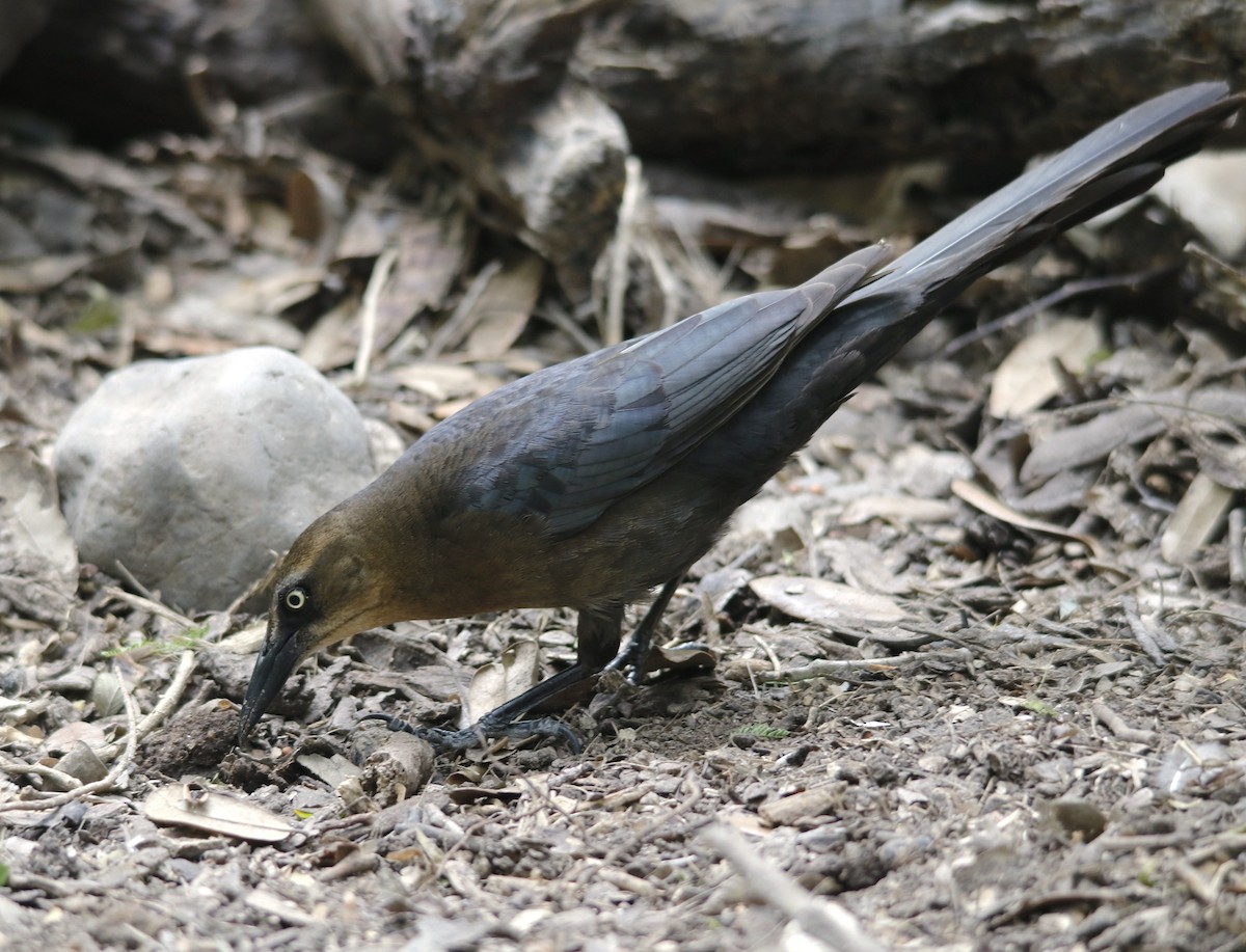 Great-tailed Grackle - ML636196648