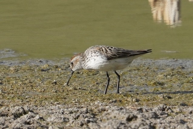 Western Sandpiper - ML636196650