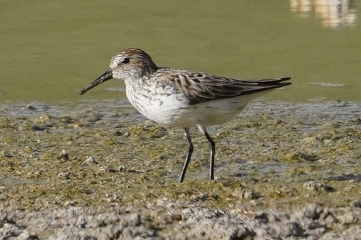 Western Sandpiper - ML636196651