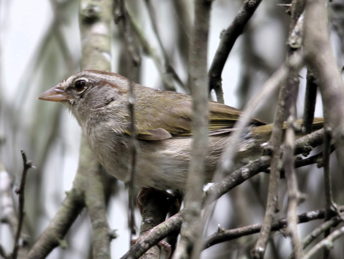 Olive Sparrow - ML636196652