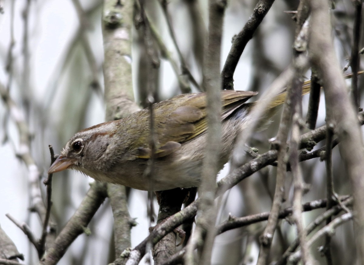 Olive Sparrow - ML636196653