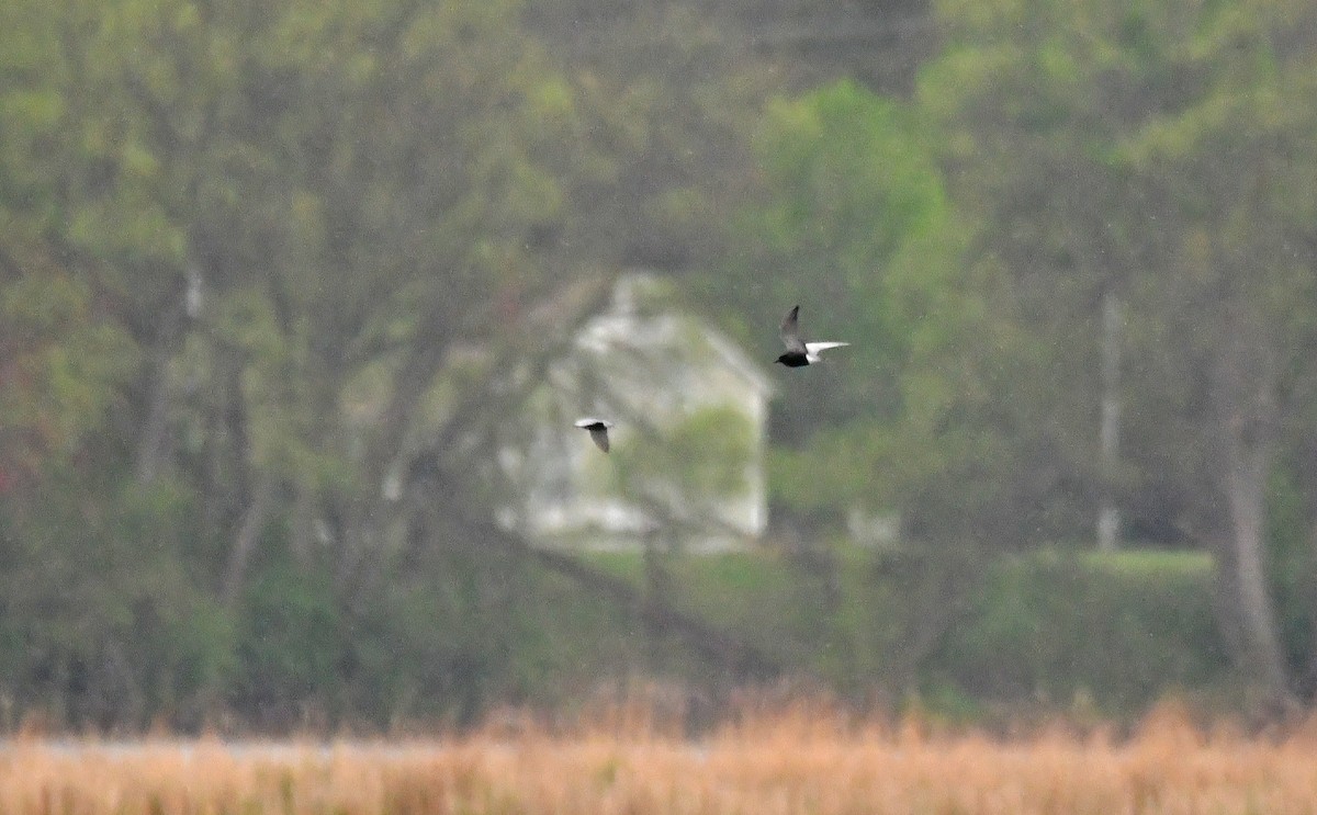 Black Tern - ML636196732