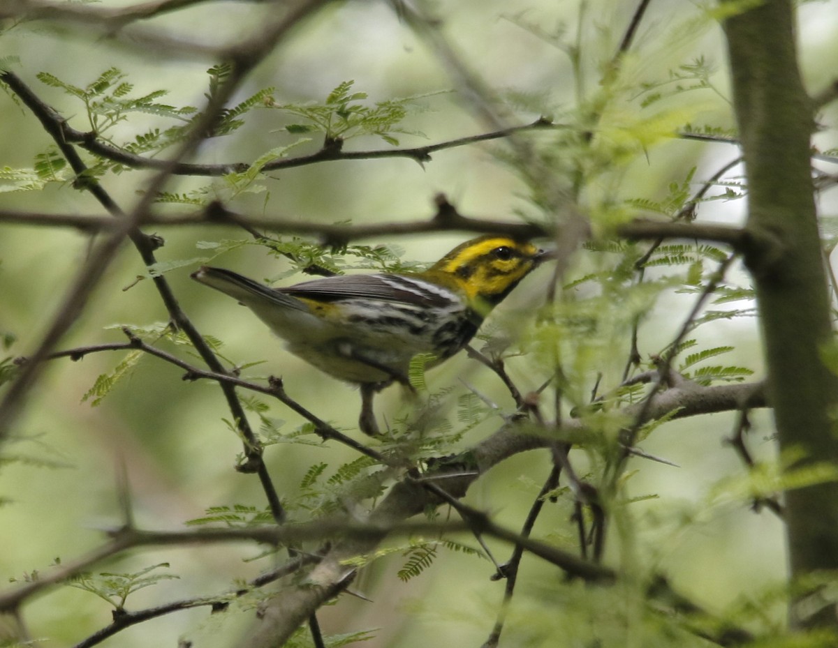 Black-throated Green Warbler - ML636196749