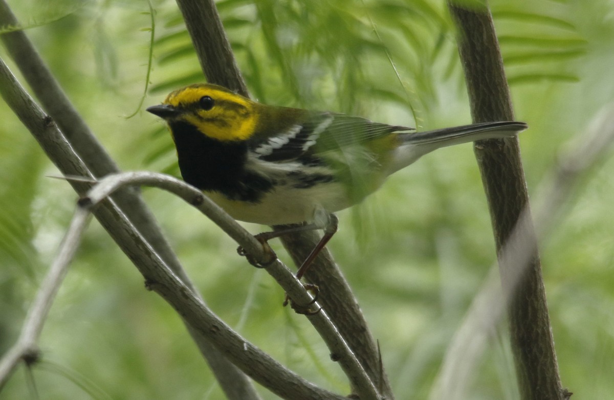 Black-throated Green Warbler - ML636196750
