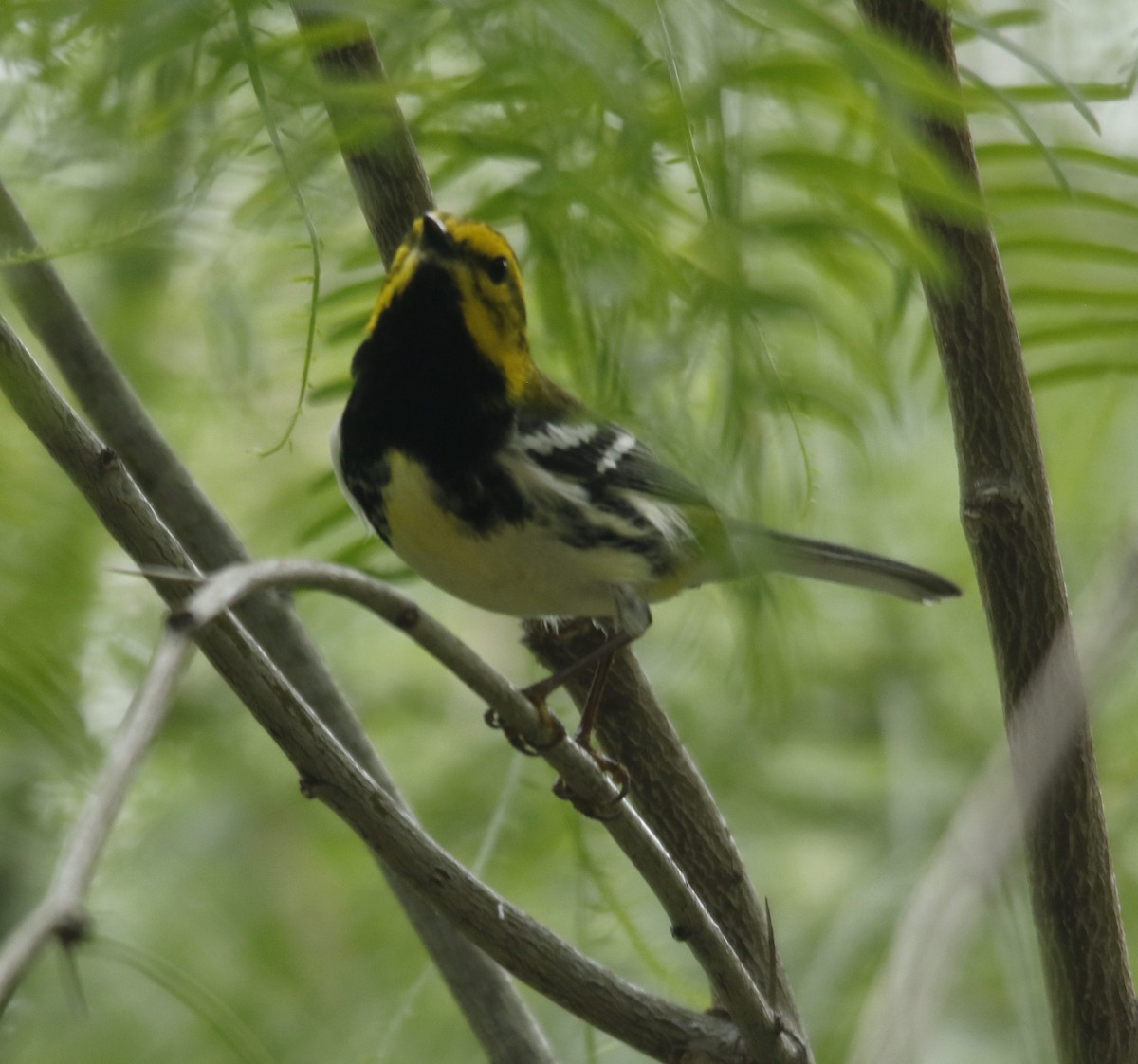 Black-throated Green Warbler - ML636196751