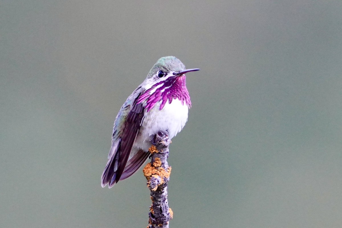 Calliope Hummingbird - ML636196755