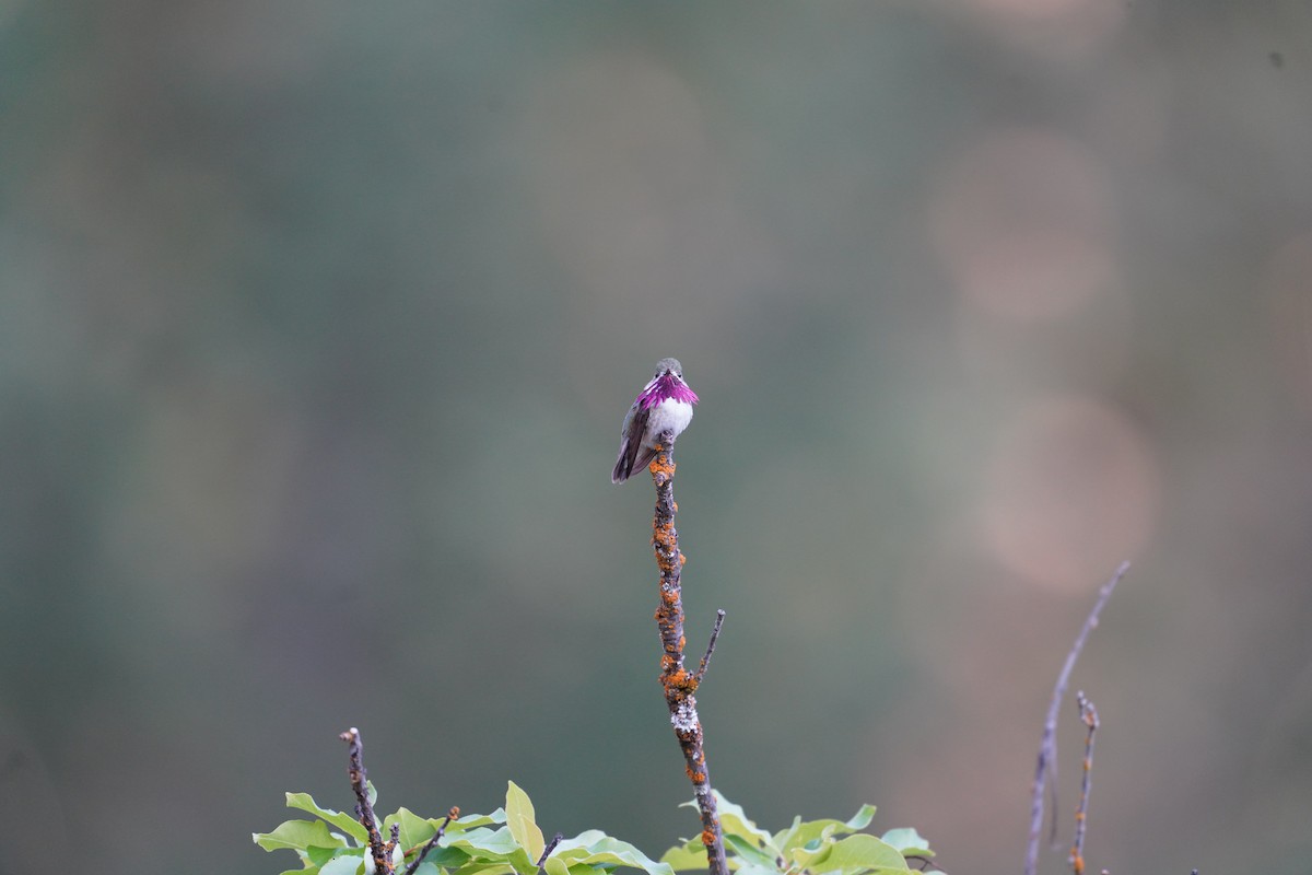 Calliope Hummingbird - ML636196756