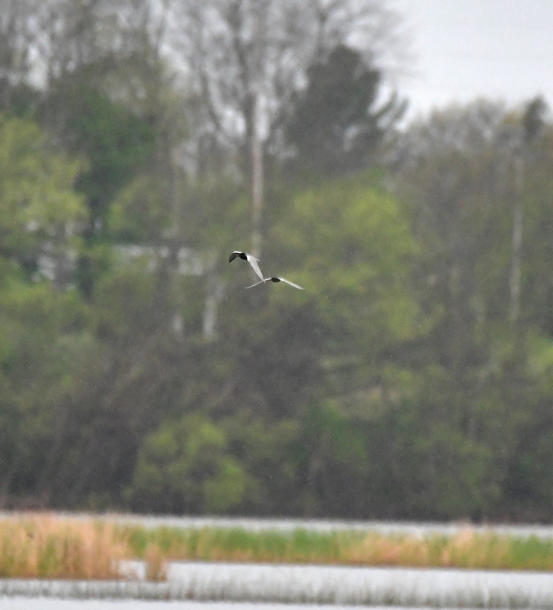 Black Tern - ML636196759