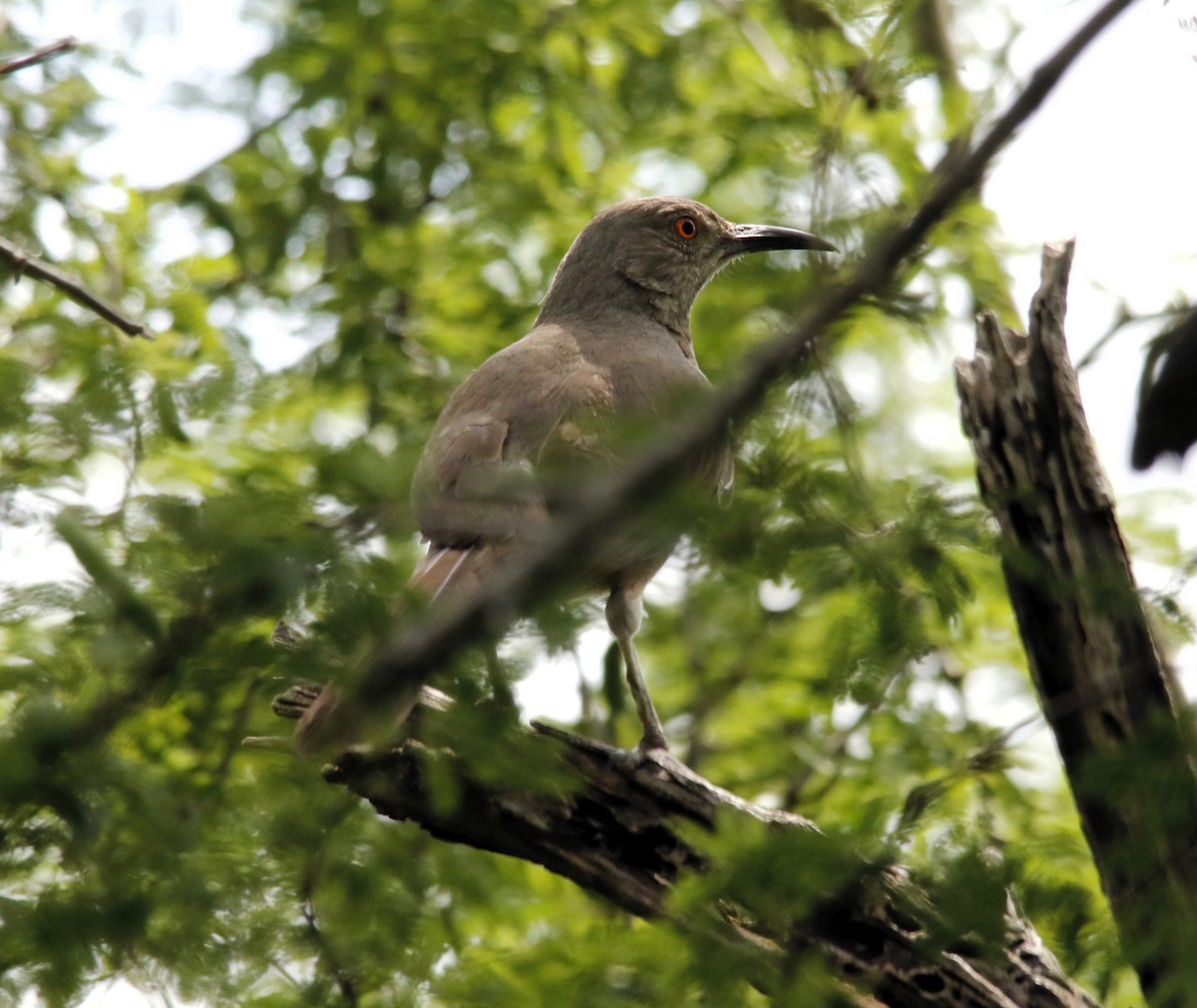 Curve-billed Thrasher - ML636196763