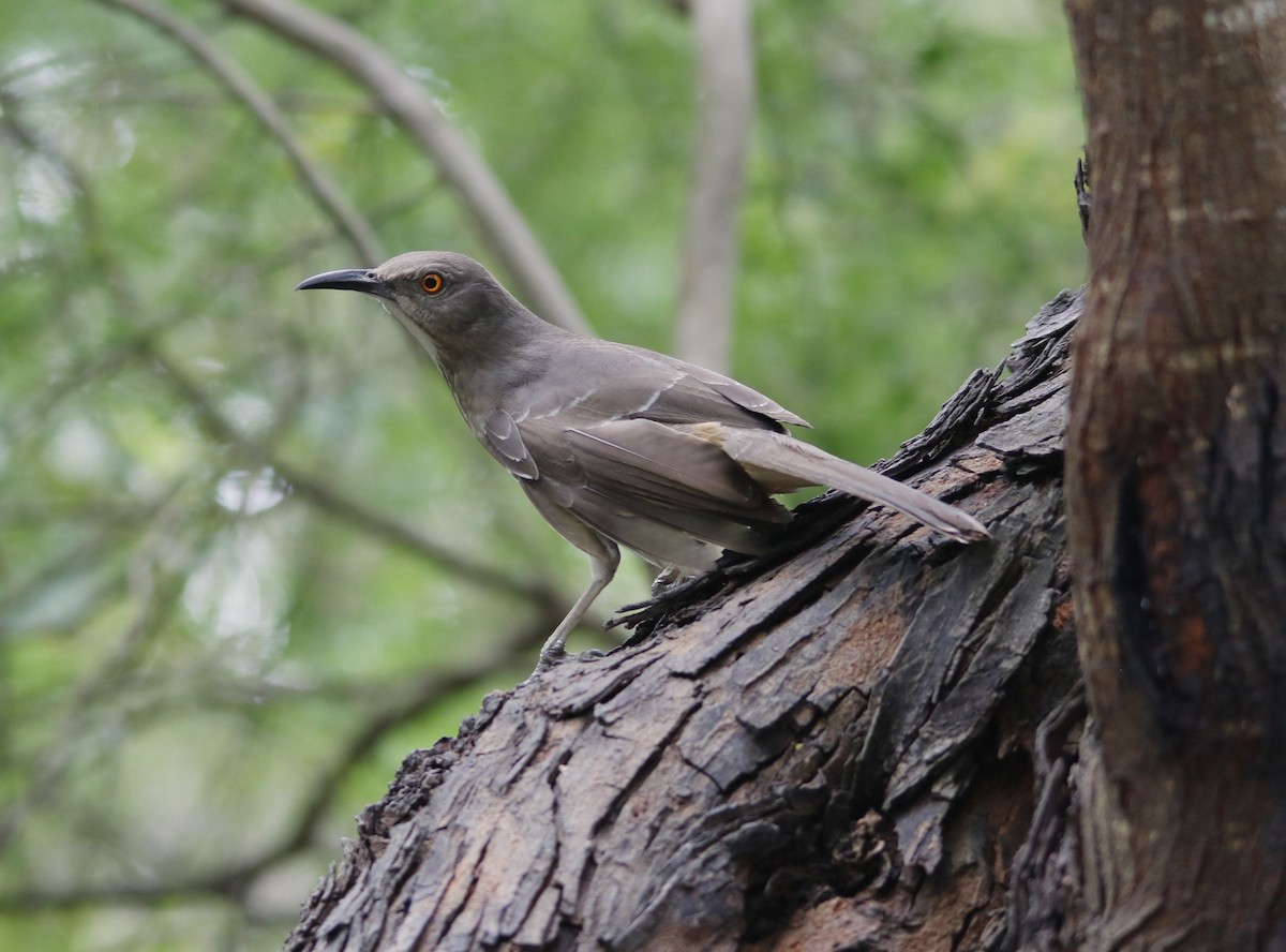 Curve-billed Thrasher - ML636196764