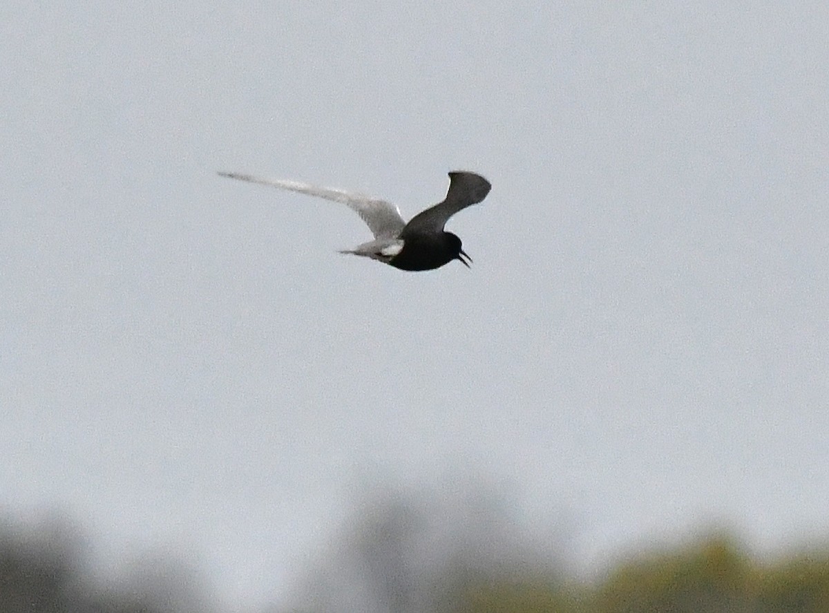 Black Tern - ML636196769