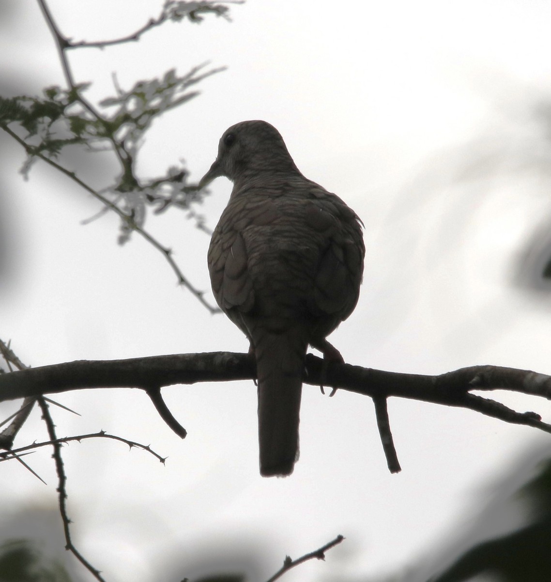 Inca Dove - ML636196772