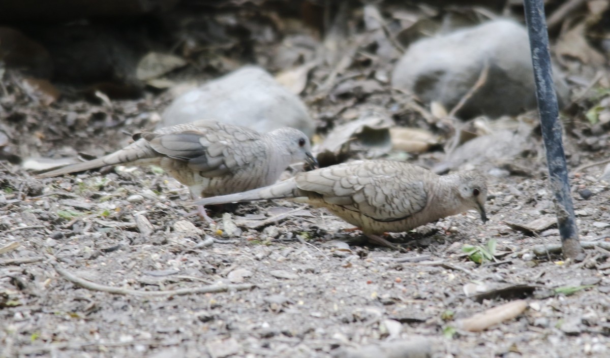 Inca Dove - ML636196775