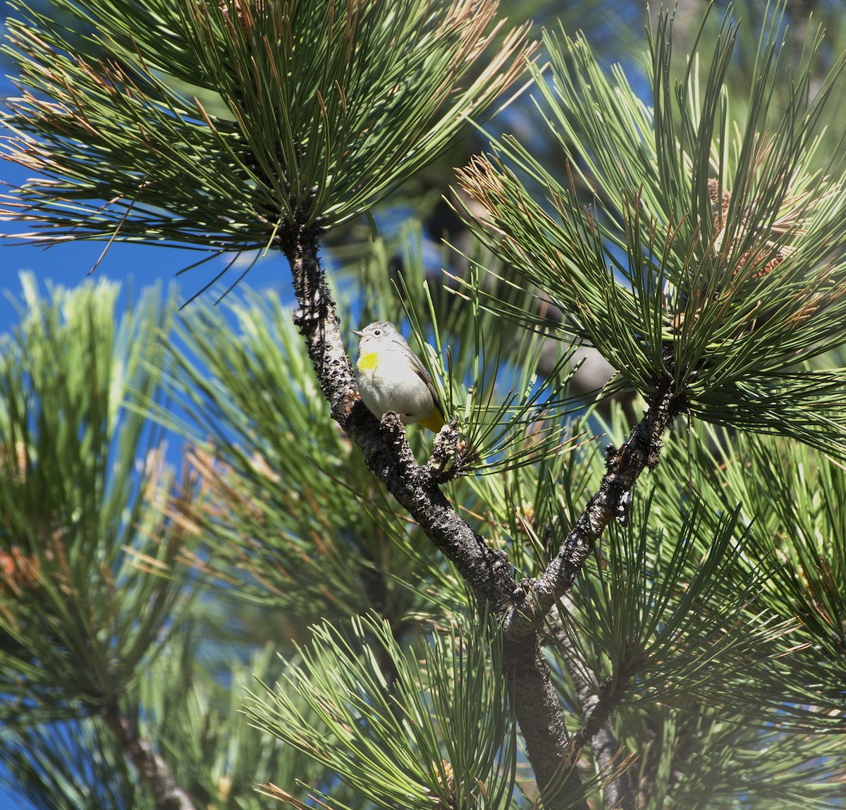Virginia's Warbler - ML636196779