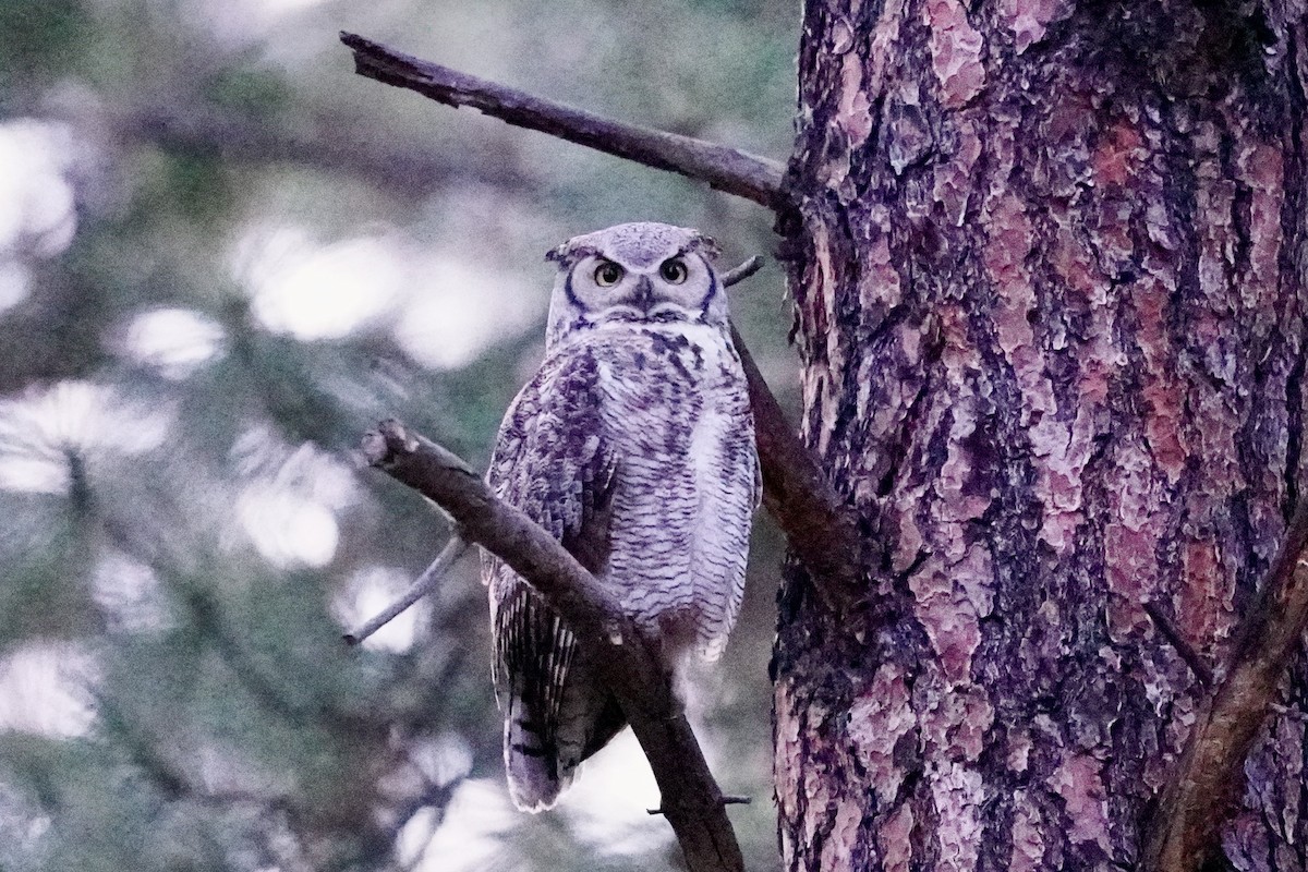 Great Horned Owl - ML636196780
