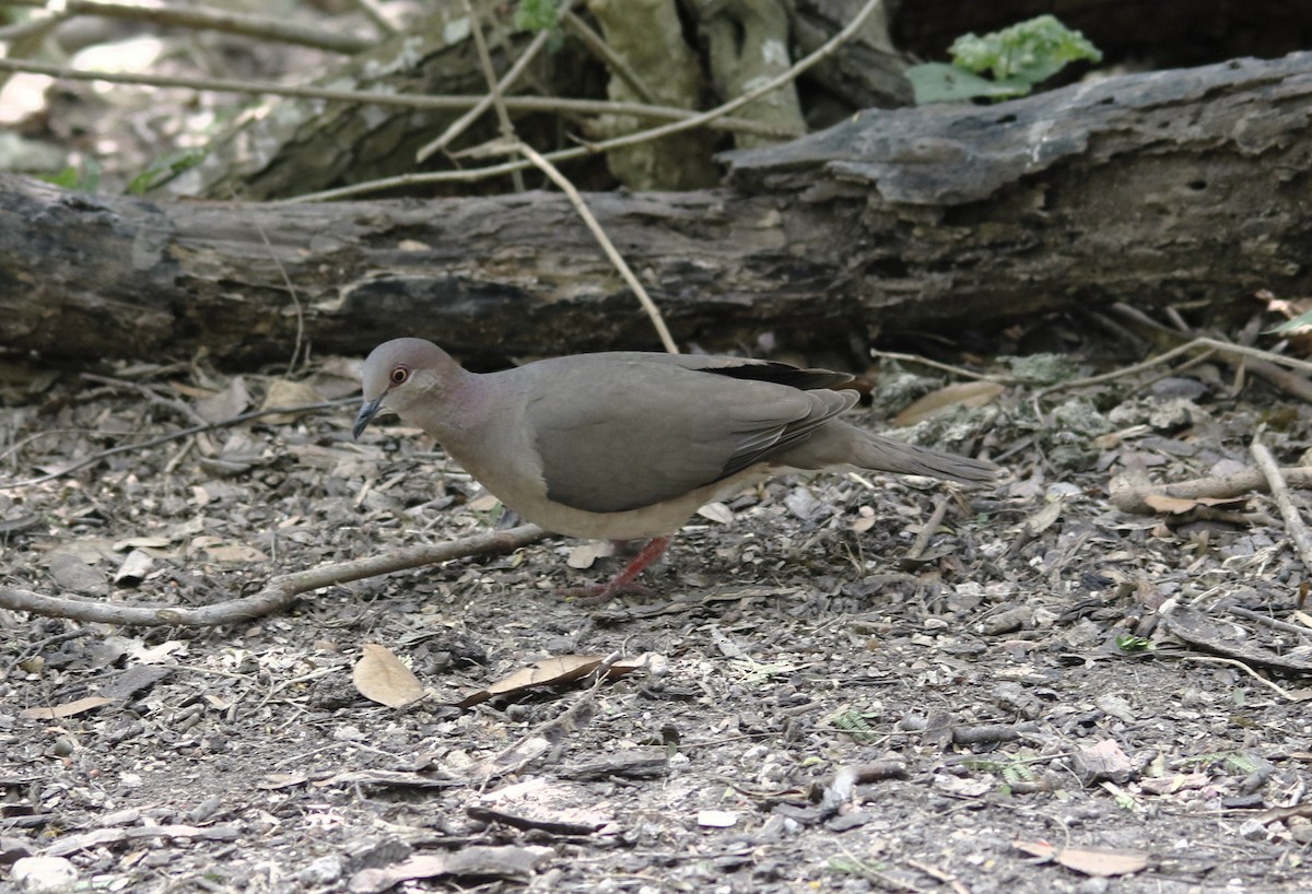 White-tipped Dove - ML636196785