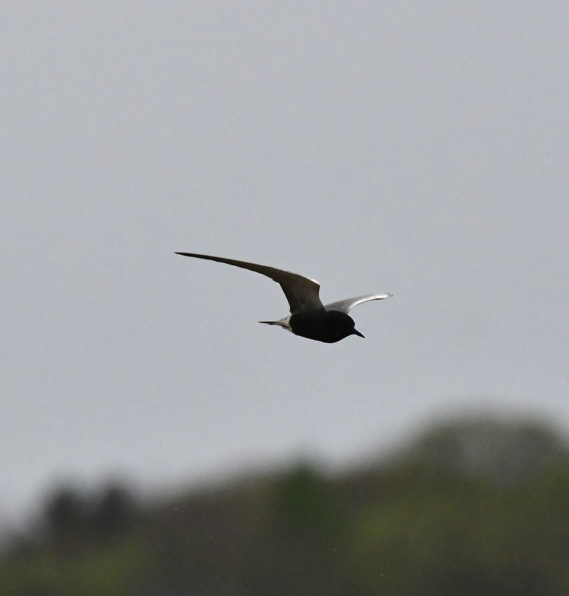 Black Tern - ML636196786