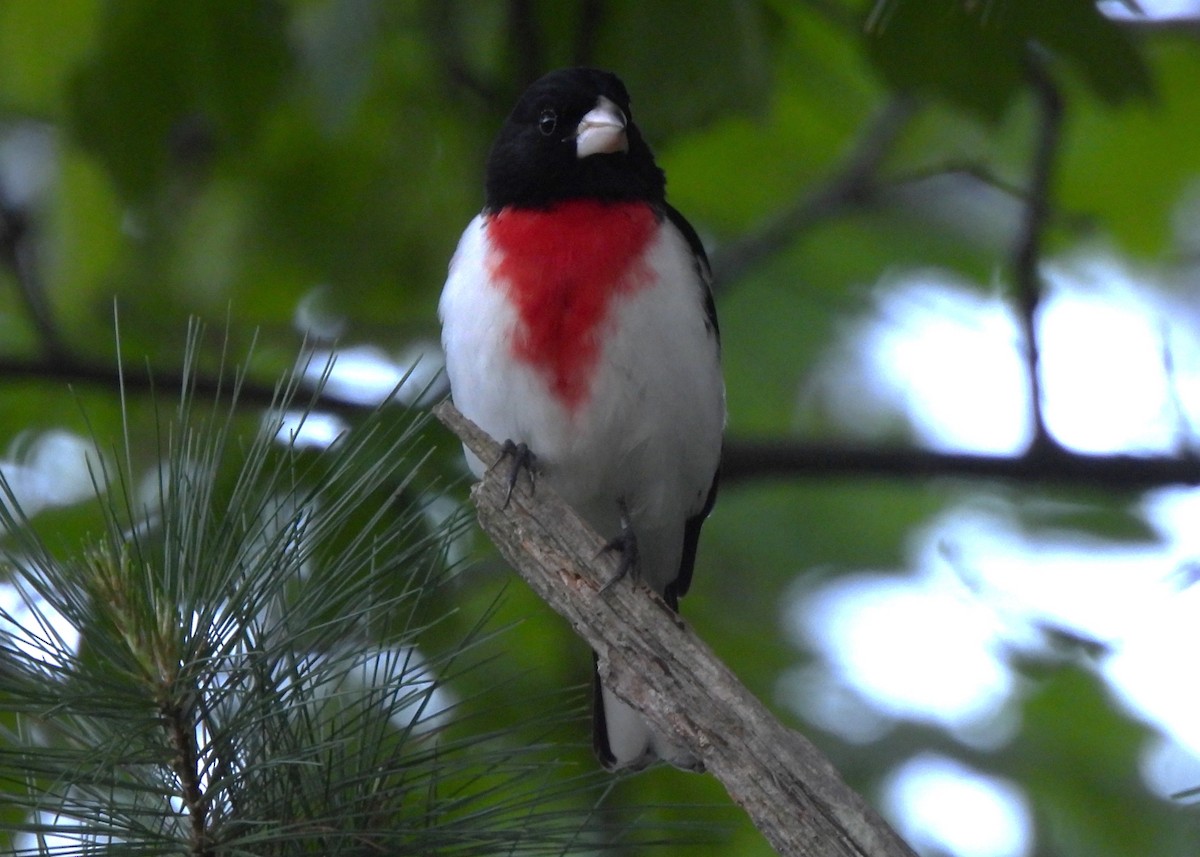 Rose-breasted Grosbeak - ML636196803