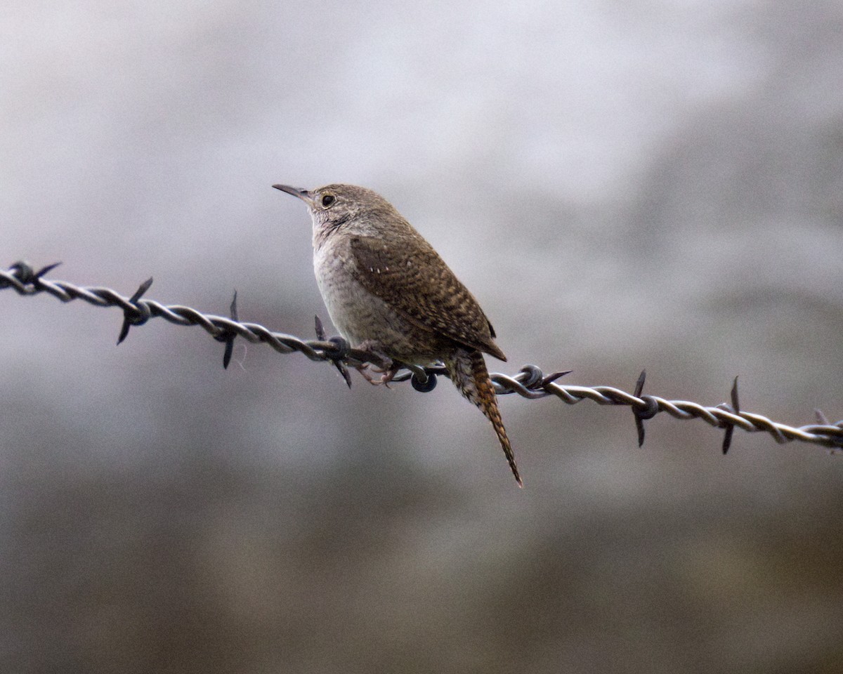 Northern House Wren - ML636196900