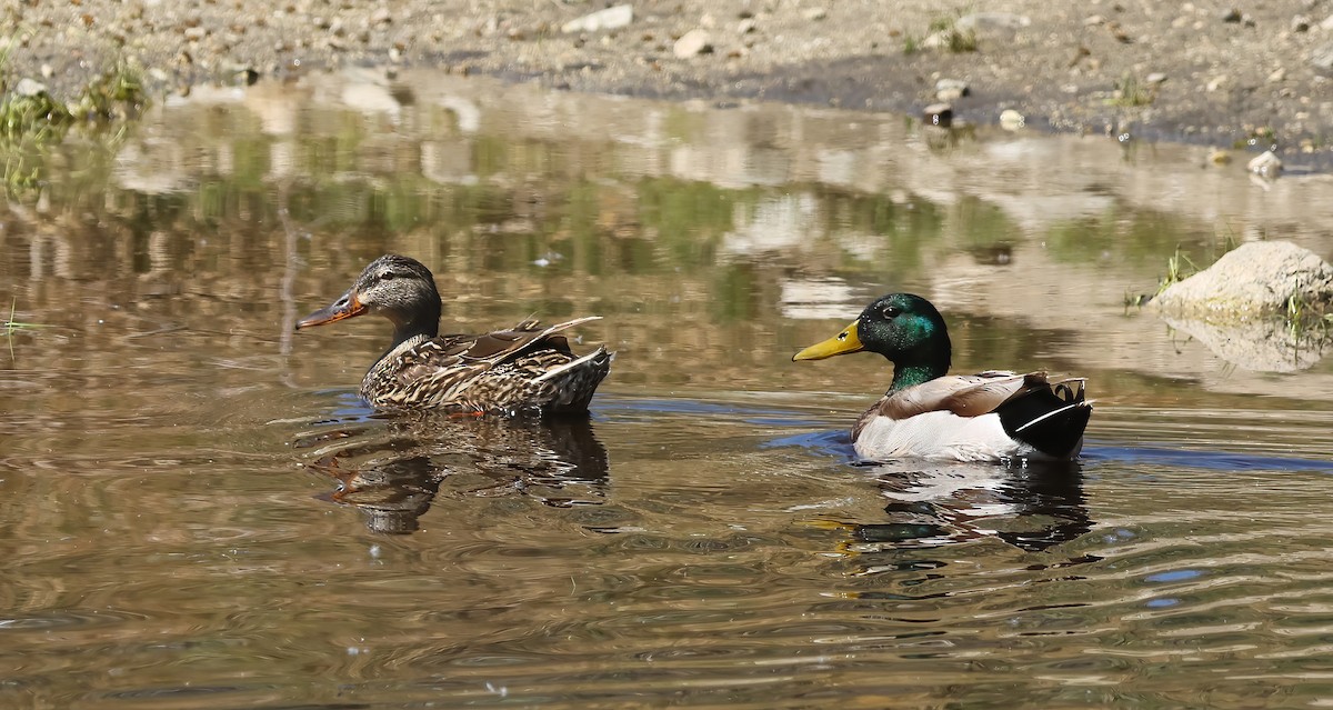 Mallard - ML636197050