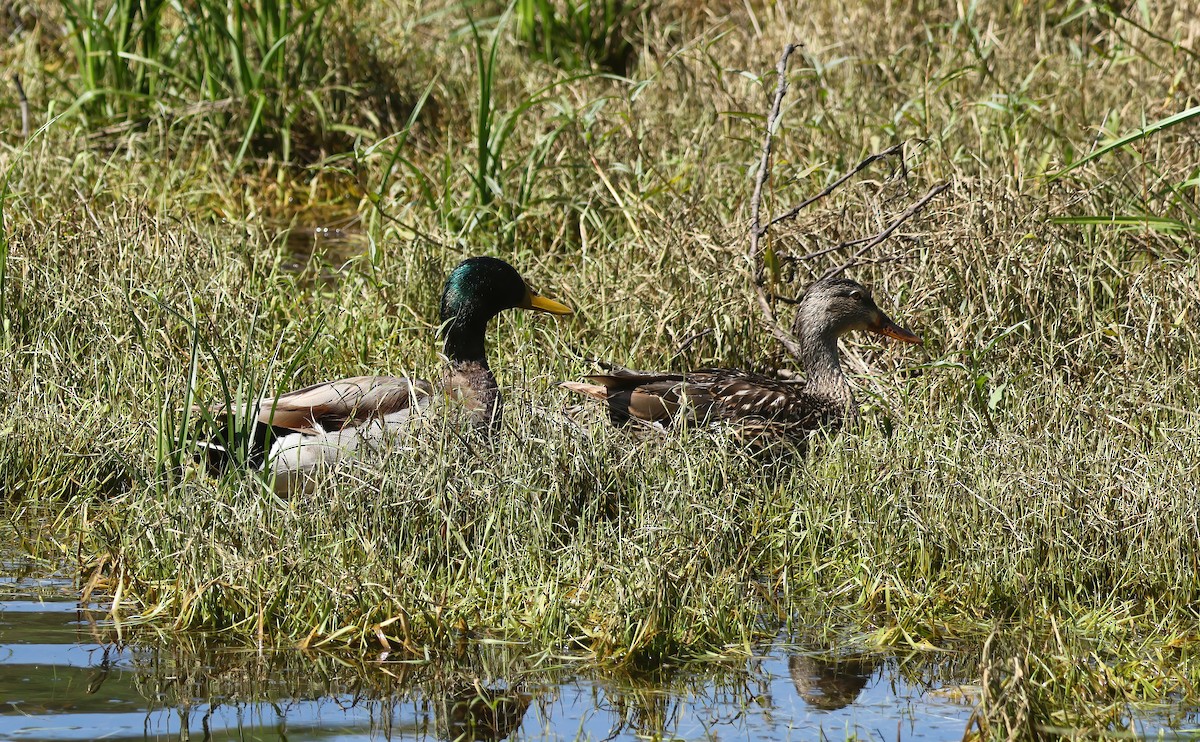 Mallard - ML636197051