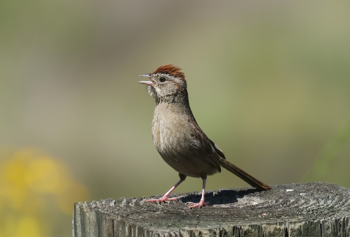 Rufous-crowned Sparrow - ML636197069