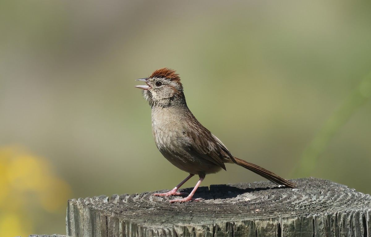 Rufous-crowned Sparrow - ML636197070