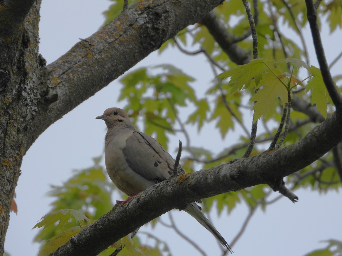 Mourning Dove - ML636197134