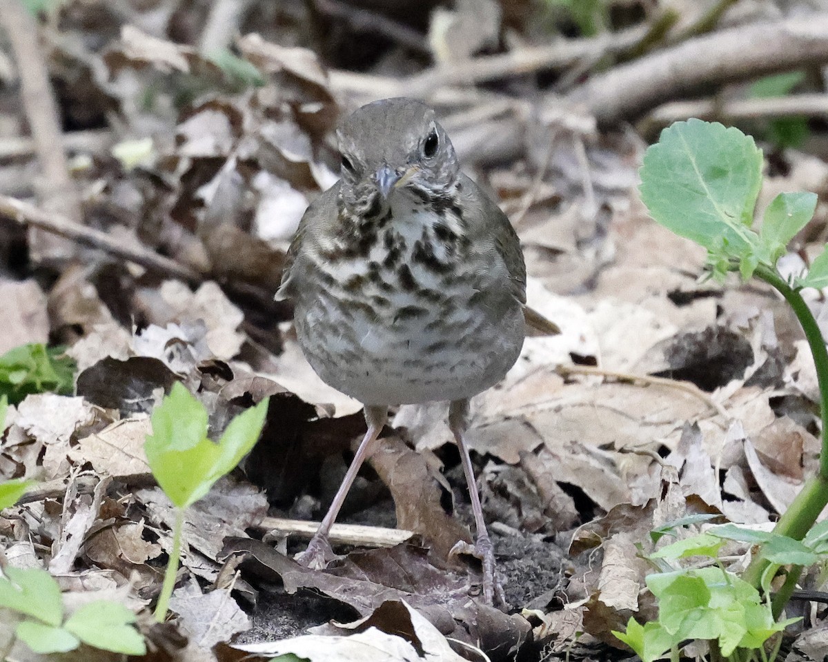 Gray-cheeked Thrush - ML636197221