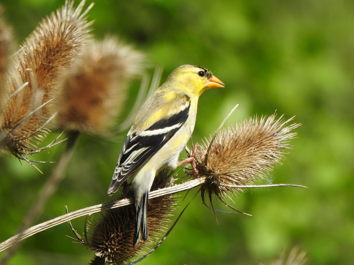 American Goldfinch - ML636197251
