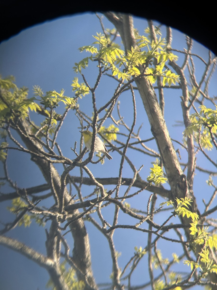 Yellow-throated Vireo - ML636197351