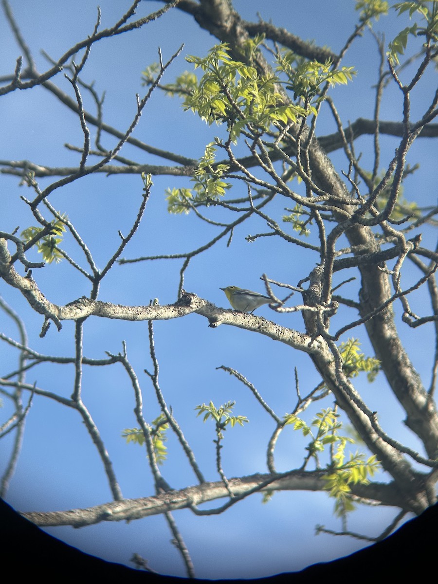 Yellow-throated Vireo - ML636197352