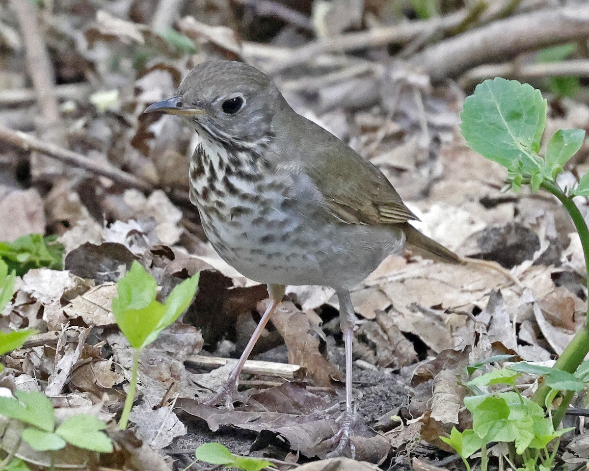 Gray-cheeked Thrush - ML636197406